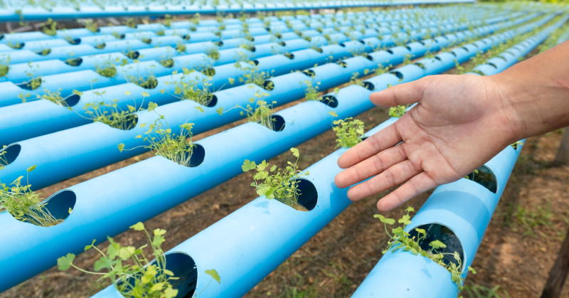 hand showing celery vegetable in the hydroponic