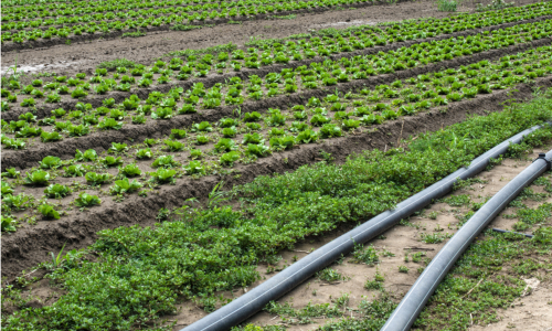 planted agriculture land and pipe for watering